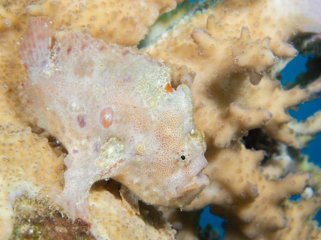 Scarlet frogfish (Antennatus coccineus) — Antennariidae