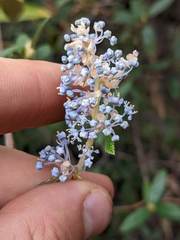 Ceanothus caeruleus