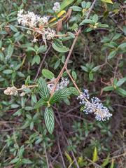 Ceanothus caeruleus