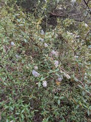 Ceanothus caeruleus