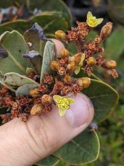 Image of Persea obtusifolia