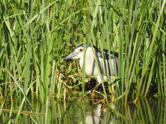Nycticorax nycticorax