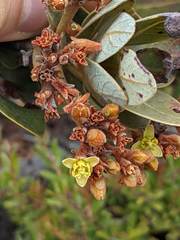 Persea obtusifolia