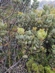 Persea obtusifolia