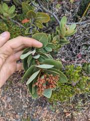 Persea obtusifolia