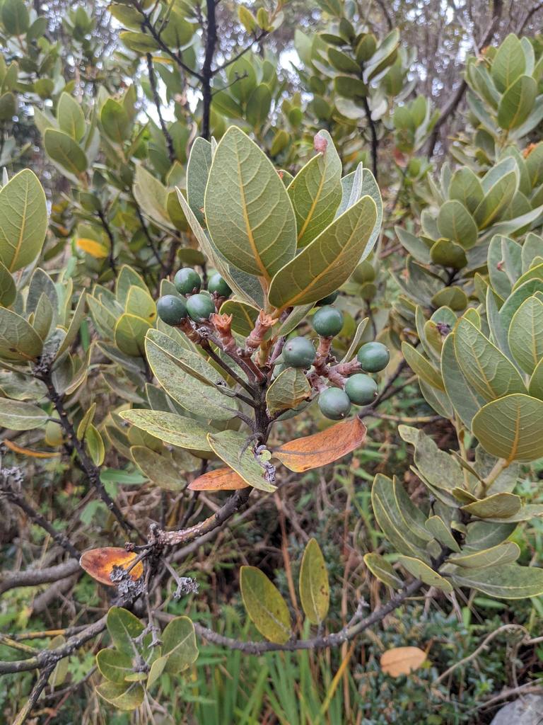 Persea obtusifolia