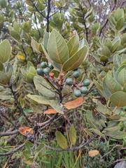 Persea obtusifolia