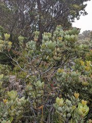 Persea obtusifolia