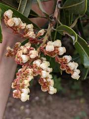 Comarostaphylis arbutoides