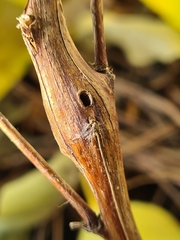 Mompha sturnipennella