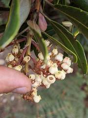 Comarostaphylis arbutoides