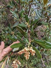 Comarostaphylis arbutoides