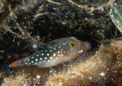 Canthigaster margaritata
