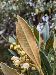 Comarostaphylis arbutoides