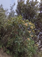 Comarostaphylis arbutoides