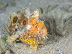 Abantennarius coccineus