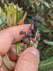 Comarostaphylis arbutoides