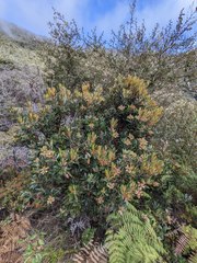 Comarostaphylis arbutoides