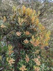 Comarostaphylis arbutoides