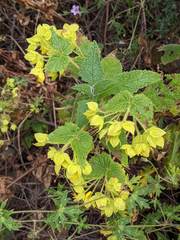 Calceolaria perfoliata