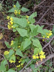 Calceolaria perfoliata