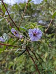 Solanum taeniotrichum