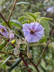 Solanum taeniotrichum