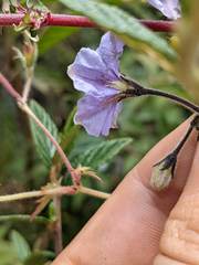 Solanum taeniotrichum