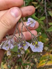 Solanum taeniotrichum