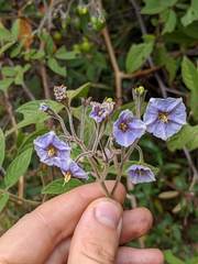 Solanum taeniotrichum