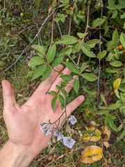 Solanum taeniotrichum