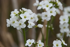 Cardamine dentata
