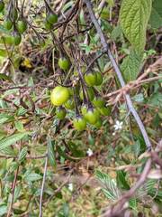 Solanum taeniotrichum