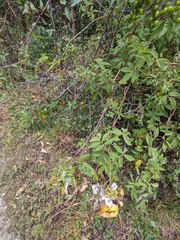 Solanum taeniotrichum