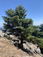 Abies cephalonica