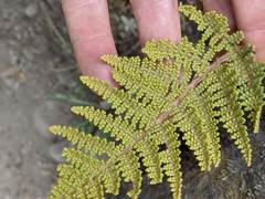 Myriopteris lendigera