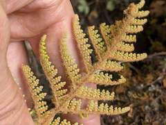 Myriopteris lendigera