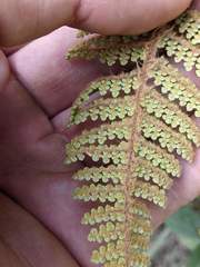 Myriopteris lendigera