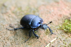 Enoplotrupes sharpi