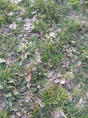 Capsella bursa-pastoris