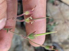 Geranium costaricense