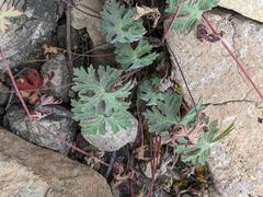 Geranium costaricense