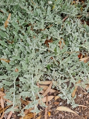 Arctotis stoechadifolia