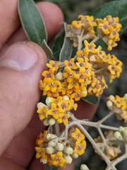 Buddleja nitida