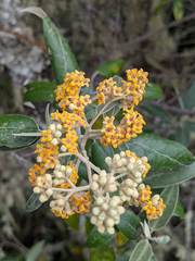 Buddleja nitida