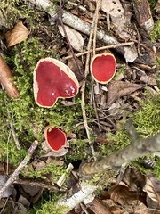 Sarcoscypha