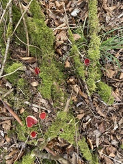 Sarcoscypha