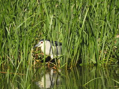 Nycticorax nycticorax