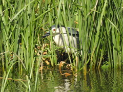Nycticorax nycticorax