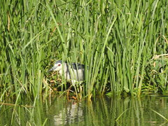 Nycticorax nycticorax